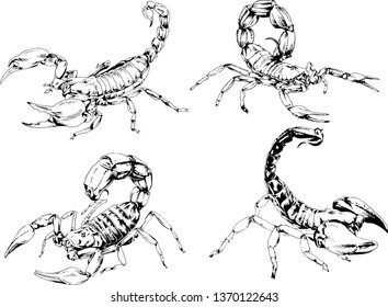 vector drawings sketches different insects bugs Scorpions spiders drawn in ink by hand , objects with no background