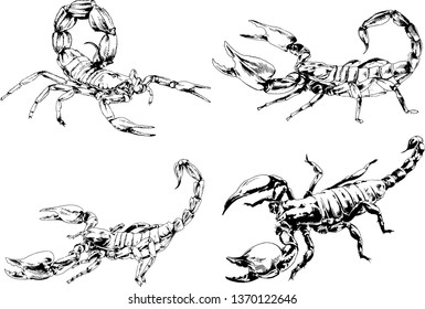 vector drawings sketches different insects bugs Scorpions spiders drawn in ink by hand , objects with no background