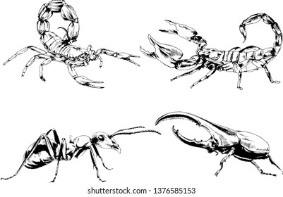 vector drawings sketches different insects bugs Scorpions spiders drawn in ink by hand , objects with no background