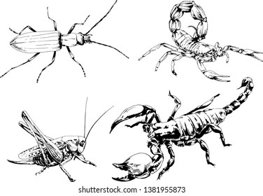 vector drawings sketches different insects bugs Scorpions spiders drawn in ink by hand , objects with no background