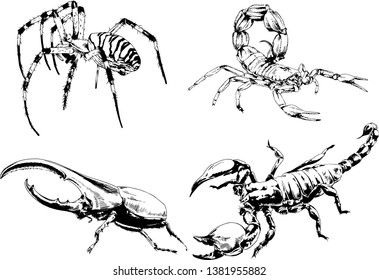 vector drawings sketches different insects bugs Scorpions spiders drawn in ink by hand , objects with no background