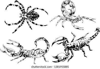vector drawings sketches different insects bugs Scorpions spiders drawn in ink by hand , objects with no background