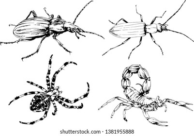 vector drawings sketches different insects bugs Scorpions spiders drawn in ink by hand , objects with no background