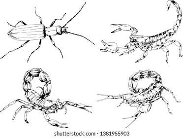 vector drawings sketches different insects bugs Scorpions spiders drawn in ink by hand , objects with no background