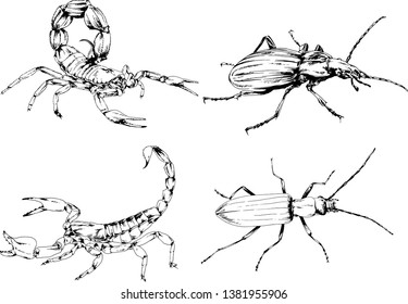 vector drawings sketches different insects bugs Scorpions spiders drawn in ink by hand , objects with no background