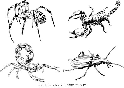vector drawings sketches different insects bugs Scorpions spiders drawn in ink by hand , objects with no background