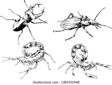 vector drawings sketches different insects bugs Scorpions spiders drawn in ink by hand , objects with no background