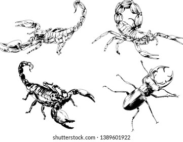 vector drawings sketches different insects bugs Scorpions spiders drawn in ink by hand , objects with no background