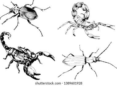 vector drawings sketches different insects bugs Scorpions spiders drawn in ink by hand , objects with no background