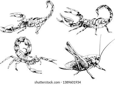 vector drawings sketches different insects bugs Scorpions spiders drawn in ink by hand , objects with no background