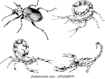vector drawings sketches different insects bugs Scorpions spiders drawn in ink by hand , objects with no background