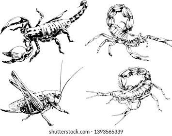 vector drawings sketches different insects bugs Scorpions spiders drawn in ink by hand , objects with no background