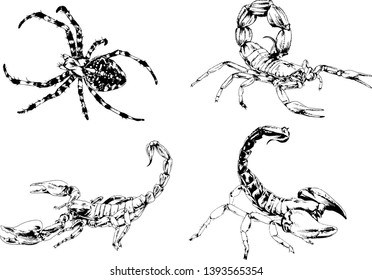 vector drawings sketches different insects bugs Scorpions spiders drawn in ink by hand , objects with no background