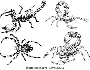 vector drawings sketches different insects bugs Scorpions spiders drawn in ink by hand , objects with no background