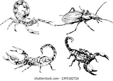 vector drawings sketches different insects bugs Scorpions spiders drawn in ink by hand , objects with no background
