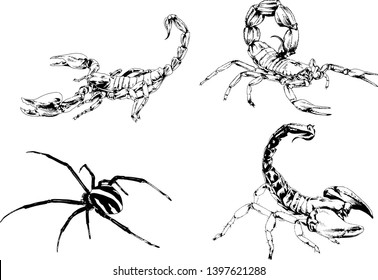 vector drawings sketches different insects bugs Scorpions spiders drawn in ink by hand , objects with no background