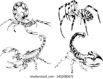 vector drawings sketches different insects bugs Scorpions spiders drawn in ink by hand , objects with no background