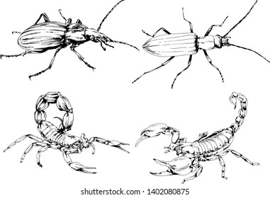 vector drawings sketches different insects bugs Scorpions spiders drawn in ink by hand , objects with no background