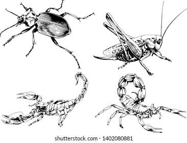 vector drawings sketches different insects bugs Scorpions spiders drawn in ink by hand , objects with no background
