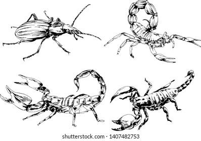 vector drawings sketches different insects bugs Scorpions spiders drawn in ink by hand , objects with no background