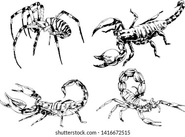 vector drawings sketches different insects bugs Scorpions spiders drawn in ink by hand , objects with no background