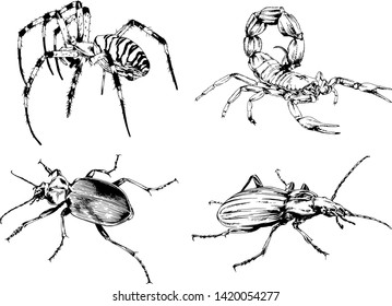 vector drawings sketches different insects bugs Scorpions spiders drawn in ink by hand , objects with no background