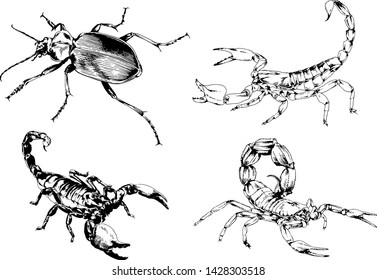 vector drawings sketches different insects bugs Scorpions spiders drawn in ink by hand , objects with no background