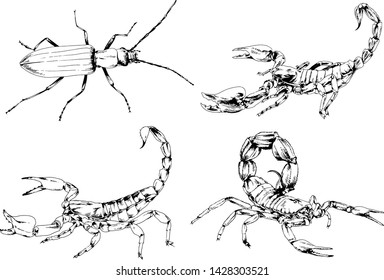 vector drawings sketches different insects bugs Scorpions spiders drawn in ink by hand , objects with no background