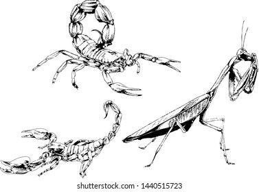 vector drawings sketches different insects bugs Scorpions spiders drawn in ink by hand , objects with no background