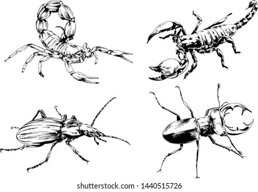 vector drawings sketches different insects bugs Scorpions spiders drawn in ink by hand , objects with no background