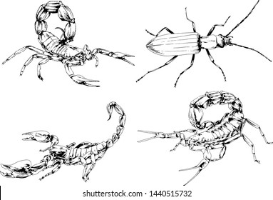 vector drawings sketches different insects bugs Scorpions spiders drawn in ink by hand , objects with no background