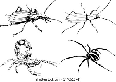 vector drawings sketches different insects bugs Scorpions spiders drawn in ink by hand , objects with no background