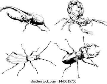 vector drawings sketches different insects bugs Scorpions spiders drawn in ink by hand , objects with no background