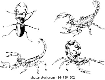 vector drawings sketches different insects bugs Scorpions spiders drawn in ink by hand , objects with no background