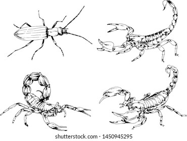 vector drawings sketches different insects bugs Scorpions spiders drawn in ink by hand , objects with no background