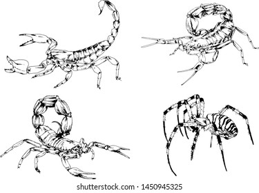 vector drawings sketches different insects bugs Scorpions spiders drawn in ink by hand , objects with no background