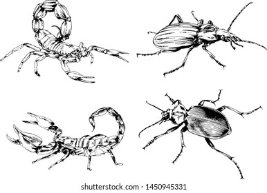 vector drawings sketches different insects bugs Scorpions spiders drawn in ink by hand , objects with no background