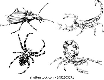 vector drawings sketches different insects bugs Scorpions spiders drawn in ink by hand , objects with no background