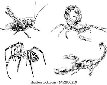vector drawings sketches different insects bugs Scorpions spiders drawn in ink by hand , objects with no background