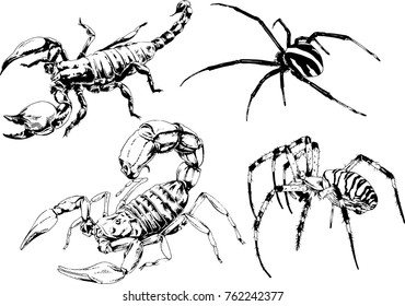 vector drawings sketches different insects bugs Scorpions spiders drawn in ink by hand , objects with no background