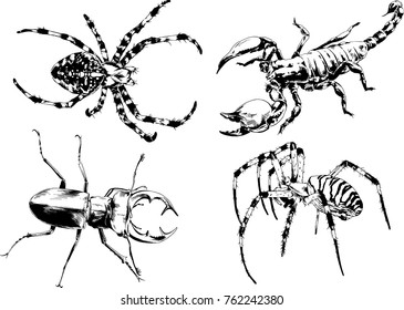vector drawings sketches different insects bugs Scorpions spiders drawn in ink by hand , objects with no background