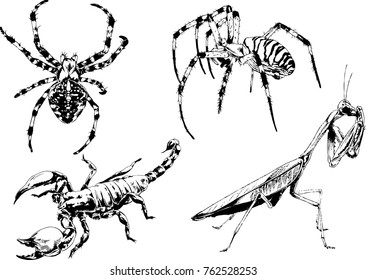vector drawings sketches different insects bugs Scorpions spiders drawn in ink by hand , objects with no background