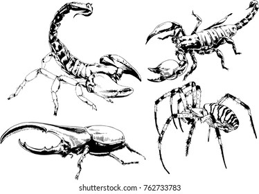 vector drawings sketches different insects bugs Scorpions spiders drawn in ink by hand , objects with no background