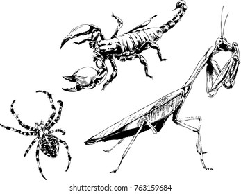 vector drawings sketches different insects bugs Scorpions spiders drawn in ink by hand , objects with no background