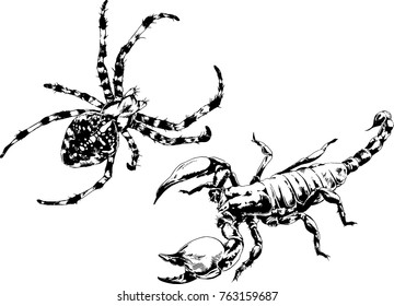 vector drawings sketches different insects bugs Scorpions spiders drawn in ink by hand , objects with no background