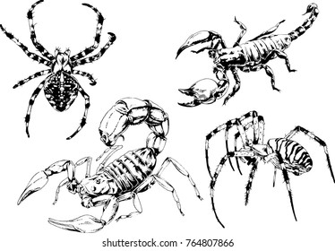 vector drawings sketches different insects bugs Scorpions spiders drawn in ink by hand , objects with no background