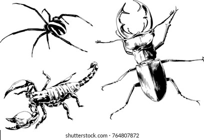 vector drawings sketches different insects bugs Scorpions spiders drawn in ink by hand , objects with no background