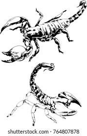 vector drawings sketches different insects bugs Scorpions spiders drawn in ink by hand , objects with no background