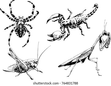 vector drawings sketches different insects bugs Scorpions spiders drawn in ink by hand , objects with no background