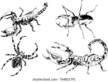 vector drawings sketches different insects bugs Scorpions spiders drawn in ink by hand , objects with no background